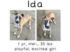Adopt Ida a Mixed Breed