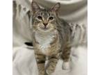 Adopt Biscuits a Domestic Short Hair