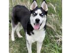 Adopt Diamond a Husky