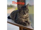 Adopt Thelma a Domestic Short Hair