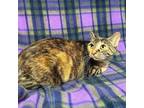 Adopt Tamale a Domestic Short Hair