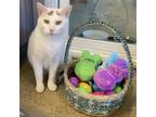 Adopt Snow White a American Shorthair