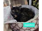 Adopt Sapphire a Domestic Short Hair