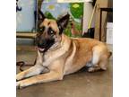 Adopt Mia a German Shepherd Dog, Belgian Shepherd / Malinois