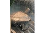 Adopt Mason M. Map (water turtle) a Mississippi Map Turtle