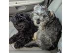 Schnauzer (Miniature) Puppy for sale in Arkport, NY, USA
