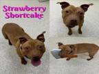 Adopt STRAWBERRY SHORTCAKE a Pit Bull Terrier