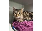 Adopt Patricia a Domestic Short Hair