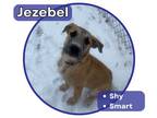 Adopt Jezebel a Border Collie, German Wirehaired Pointer