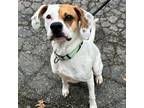 Adopt Ears K 22 a Boxer, Mixed Breed