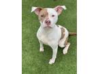 Adopt Adira a Pit Bull Terrier, Mixed Breed