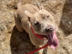Adopt FOXY BROWN a Pit Bull Terrier, Mixed Breed