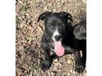 Adopt Mini a Black Mouth Cur, Pit Bull Terrier