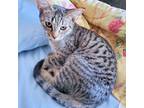 Adopt Annie Oakley a Tabby