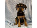 Adopt Daisy a Australian Shepherd, Coonhound