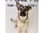 Adopt Melina a German Shepherd Dog