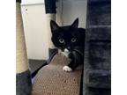 Adopt Whiskers a Domestic Short Hair