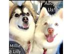 Adopt Millie and Lilly a Pomeranian, Husky