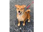 Adopt Boo a Terrier, Mixed Breed