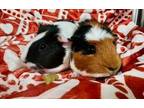 Adopt Serrainia and Sciatica a Guinea Pig