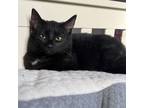 Adopt Deena a Domestic Short Hair