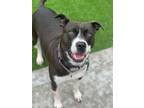 Adopt Chewy a Staffordshire Bull Terrier