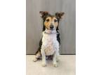 Adopt Harmony a Mixed Breed