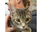 Adopt Ivy a Domestic Short Hair