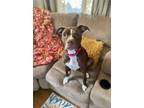 Adopt Penny a Pit Bull Terrier