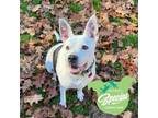 Adopt Lucille a Mixed Breed
