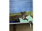Adopt Winter a Pit Bull Terrier