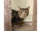 Adopt Gravy a Domestic Short Hair