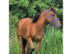 Adopt Faraona a Quarterhorse