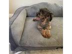 Poodle (Toy) Puppy for sale in Plano, TX, USA