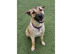 Adopt Willow a Mixed Breed