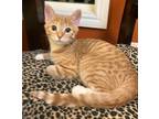 Adopt Calypso - GONE ON TRIAL a Tabby, Domestic Short Hair