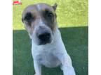 Adopt Leah a Pit Bull Terrier, Cattle Dog