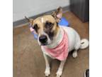 Adopt Leah a Pit Bull Terrier, Cattle Dog