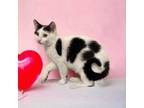 Adopt KITTEN MARCIE a Domestic Short Hair