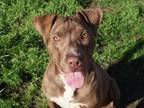 Adopt Amethyst a Pit Bull Terrier, Mixed Breed