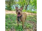 Adopt Chili a Pit Bull Terrier