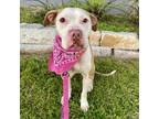 Adopt Betty White a Pit Bull Terrier