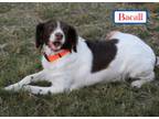 Adopt Miss Bacall (updated photos) a Brittany Spaniel