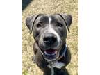 Adopt Gigi a Pit Bull Terrier, Mixed Breed