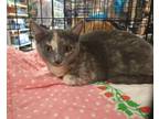 Adopt Babette ( Sister of Jaques) a Dilute Tortoiseshell