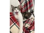 Adopt Bluebell a Tabby