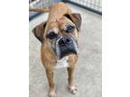 Adopt Maple - Silver Heart a Boxer