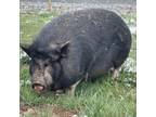 Adopt Amy - DC00001 a Pig