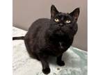 Adopt Kitty - DC0004 a Domestic Short Hair