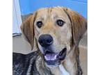 Adopt Cookie a Shepherd, Rhodesian Ridgeback